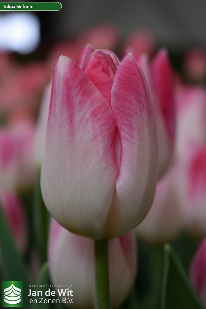 Tulip Trade Event 2019 assortment | Фото | Jan de Wit en Zonen B.V.